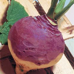 Champion Collet Rouge Swede Rutabaga